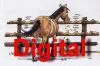 SKN Pferd Digital SKN Pferd Digital