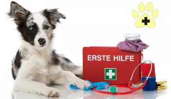 Erste Hilfe Hundenothilfe